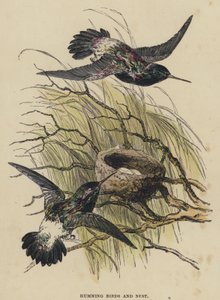 嗡嗡鸟和巢（彩色雕刻） 作者 英语学校