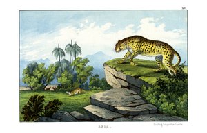 猎豹 作者 英语学校
