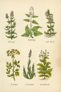 牛膝草、麝香石竹、自愈草、狼尾草、薰衣草、地肤子（彩色石版画） 作者 英语学校