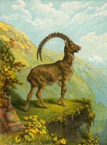 北山羊 作者 英语学校