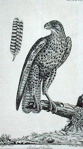 冰岛猎鹰（Falcon Rusticolus），来自《绅士杂志》，1771年7月（雕刻）。 作者 英语学校