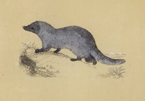 Ichneumon（彩色印刷版） 作者 英语学校