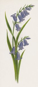花园之梦》插图(彩色平印) 作者 英语学校