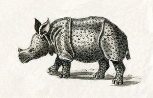 印度犀牛，或大独角犀牛，Rhinoceros unicornis，来自18世纪的印刷品（雕刻）。 作者 英语学校