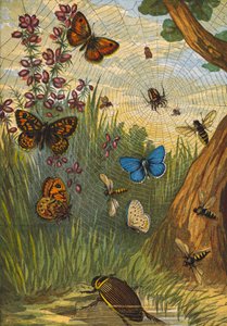 昆虫（彩色印刷版） 作者 英语学校