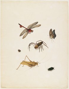 昆虫，c.1805（墨水，wc和石墨在纸上）