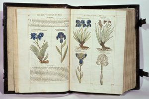Iris（Flowers de-luce），来自John Gerard的“植物史学的第一个Booke”的六个品种，出版于1597年 作者 英语学校