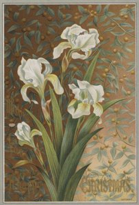 鸢尾花 作者 英语学校