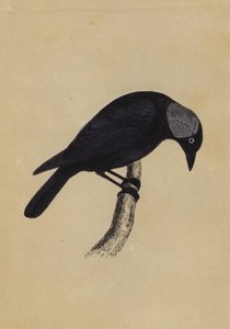 Jackdaw (colour litho) 作者 英语学校