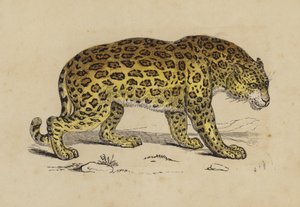 र उनीहरु धेरै छन्, जोएल तेस्रो, भेर ३ (उत्कीर्णन) चिन 作者 英语学校