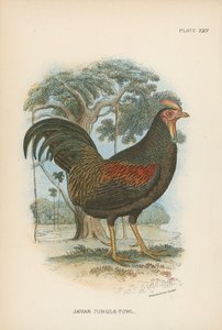 Javan Jungle-Fowl 作者 英语学校