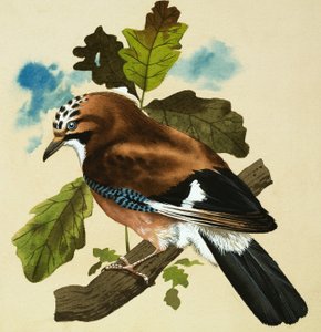 松鸦 作者 英语学校