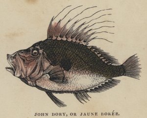 约翰-多里，即Jaune Doree（彩绘版）。 作者 英语学校