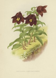 堪察加贝母或堪察加百合 作者 英语学校