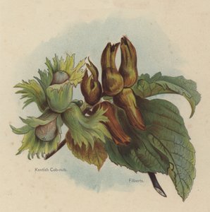 Kentish Cob-nuts，Filberts 作者 英语学校