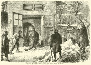 1870年11月，在Jardin dAcclimatation中杀死大象作为食物 作者 英语学校