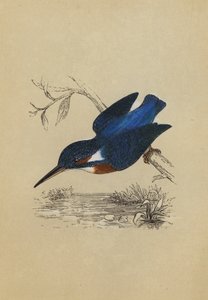 翠鸟（彩色印刷） 作者 英语学校