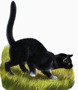 小猫 作者 英语学校
