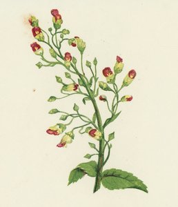 无花果草，Scrophularia Nodosa（彩色石版画） 作者 英语学校
