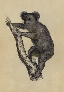考拉（彩色印刷） 作者 英语学校