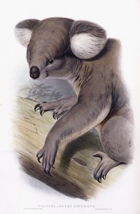 考拉-Phascolarctos cinereus，1845-1863年 作者 英语学校