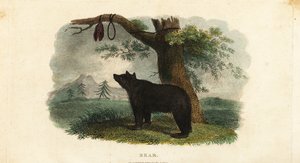俄罗斯远东地区科里亚克人的猎熊方法 作者 英语学校