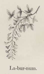 山榄（雕刻） 作者 英语学校