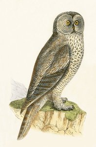 Lap Owl，来自&39;不列颠群岛未观察到的欧洲鸟类历史&39;的插图作者Charles Robert Bree（1811-86），1867年出版 作者 英语学校