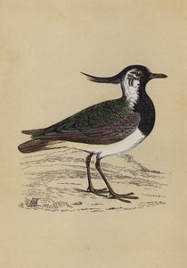 Lapwing (colour litho) 作者 英语学校