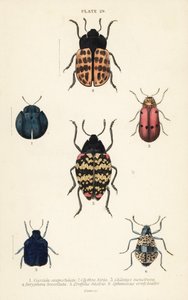 叶甲虫：Cyrtonota sexpustulata 1、Lachnaia hirta 2、Chlamys monstrosa 3、Doryphora tessellata 4、Erotylus histrio 5 和 Spheniscus erotyloides 6 作者 英语学校