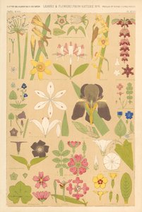 叶子和花朵来自大自然 作者 英语学校