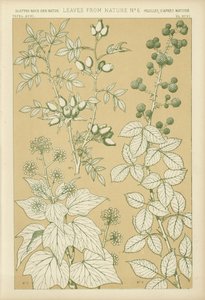 离开自然 作者 英语学校