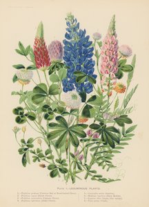 豆科植物（彩色印刷版） 作者 英语学校