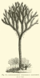 Lepidodendron Sternbergh，恢复 作者 英语学校