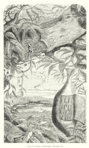 鳞翅目昆虫（雕刻） 作者 英语学校