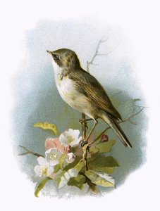 较小的Whitethroat