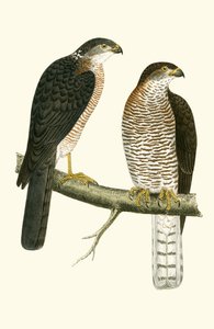 Levant Sparrow Hawk，来自“不列颠群岛未观察到的欧洲鸟类历史”的插图作者：Charles Robert Bree（1811-86），1867年出版 作者 英语学校