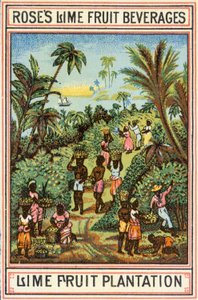 石灰果种植园 作者 英语学校