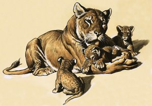 幼狮 作者 英语学校