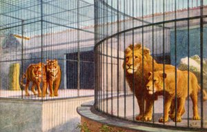 动物园里的狮子和老虎（彩色平版画） 作者 英语学校