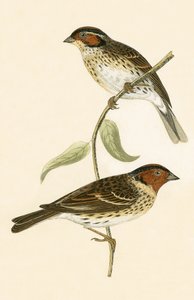 Little Bunting，来自&39;不列颠群岛未观察到的欧洲鸟类历史&39;的插图作者Charles Robert Bree（1811-86），1867年出版 作者 英语学校