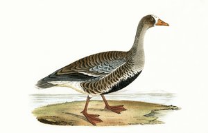 Little White Fronted Goose，来自&39;不列颠群岛未观察到的欧洲鸟类历史&39;的插图作者Charles Robert Bree（1811-86），1867年出版
