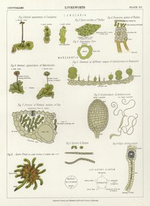 苔类植物 作者 英语学校