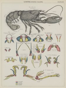 龙虾，Homarus Vulgaris（彩色石版画） 作者 英语学校