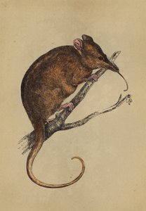 长吻鸫（彩色石版画） 作者 英语学校