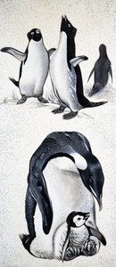 看自然：什么是Spheniscidae 作者 英语学校