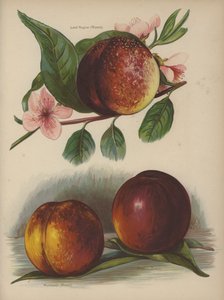 纳皮尔勋爵（河流），洪堡（河流），德莱顿（里弗斯） 作者 英语学校