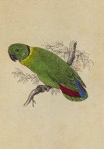 爱情鸟（彩色平版印刷 作者 英语学校