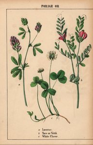 苜蓿、稗草和白三叶草，选自《教学图画书，或蔬菜世界的课程》，[夏洛特-玛丽-永格]，爱丁堡 作者 English School