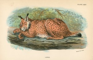 山猫 作者 英语学校
